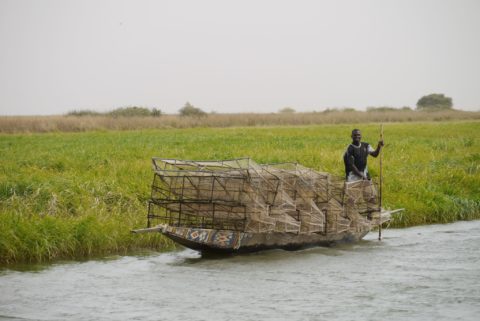 Les plans visant à accroître la production alimentaire et énergétique en amont auront des répercussions majeures sur la production et les moyens de subsistance dans le Deltat Intérieur du Niger