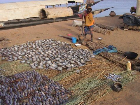 Le barrage de Fomi, sans nouvelle irrigation, aura de graves répercussions sur les prises de poisson commercialisées dans le Delta intérieur du Niger qui représente actuellement 80 % du commerce national de poisson.