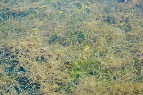 Seagrass bed