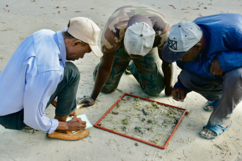 Seagrass training